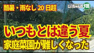 酷暑、雨なし20日超。これまでどおりでは夏野菜栽培が難しくなりました。家庭菜園でも暑さ対策が必須。8/7