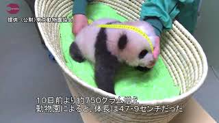 JAPAN - Giant Panda, Tokyo Japan, Coming Along Very Well.