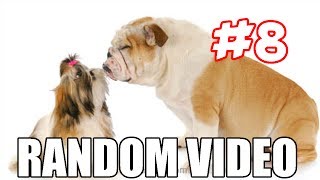 Random Video # 8 Breeding Dogs