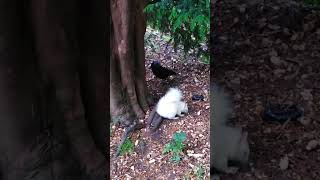 White squirrel and black jackdaws