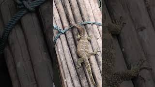 Lizards in Bangkok Channels, Thailand.