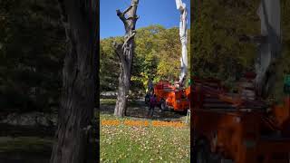 Removing a dead tree that was hit by lightning.