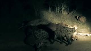 Hyenas vs Lions (Sound On for this amazing interaction)