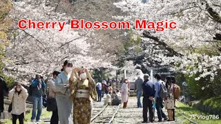 Cherry Blossom Magic: Beautiful Japan in Spring | Sakura Season |Jsvlog786