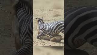 Zebra Won't Be Subdued To Lion This Time #zebra #shorts #wildanimals #lion #animals