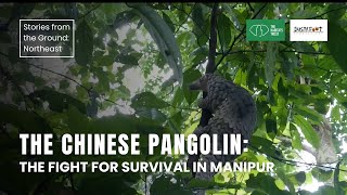 The Chinese Pangolin: The Fight for Survival in Manipur | Stories from the Ground: Northeast India