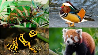 Colorful Animals