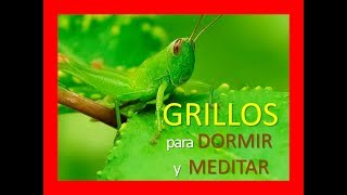 SONIDO de GRILLOS 🐜🐜| [SONIDO de GRILLOS para DORMIR 💤 y MEDITAR 👌 3hs] - Sonido Relajante 100%