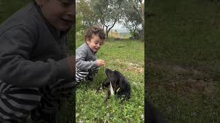 #animals #dog #tatlı #şirin #sevimli #köpek #children #çocuk #gemlik #bursa