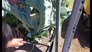 Cauliflower Harvest