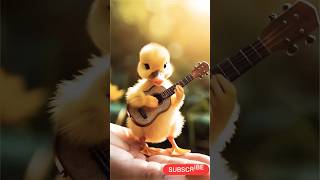 CUTE DUCK MUSICIAN VIDEOS? Watch This Now!