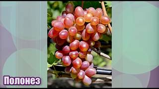 Виноград Полонез селекции О. М. Писанки - красивый и урожайный (Grape Polonaise)