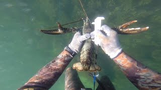 Freediving for Lobsters in New England, Massachusetts