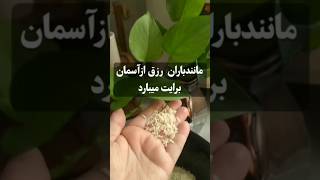 مانند رزق آسمانها برایت می‌بارد🧬📿