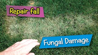 Repair Fall Fungal Damage