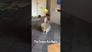 Flemish Giant Rabbit Knows The Crows Are Back