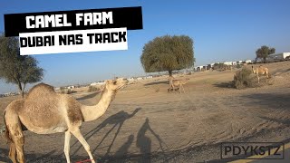 BISITA SA CAMEL FARM DUBAI AT DAAN SA NAS CIRCUIT | SABOG TUHOD | CAMP SNOKE CAPCALOY ETC