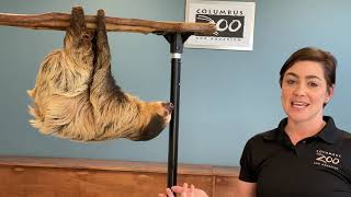 Animal Movement with Sunny the Sloth