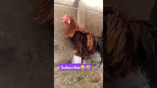 400₹🤣😂 subscribe please 🤩 #funny_chicken #husbandwifetamilcomedy #kozhi_koothugal #funny #birds