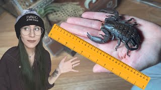 World's LARGEST AFRICAN SCORPION!.. Venom, handling, new enclosures & care info! (Flat Rock)