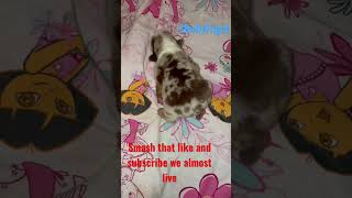 Exotic nano bull walking at 1 week. #bullies #frenchbulldogs #trending