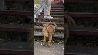 Mr. P is hesitating to go up the stairs