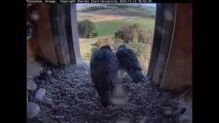 FalconCam 2023 11 12 Parent entices nestlings to fly