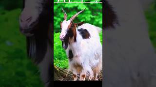 Goat | Funny Goat Sound Animals #shorts #wildlife #goat