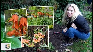 How to plant Fritillaria imperialis (or 'Crown Imperial') bulbs - FarmerGracy.co.uk