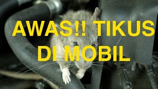 Bunyi KRIET-KRIET di Kaki mobil, nggak nyangka ternyata ini penyebabnya