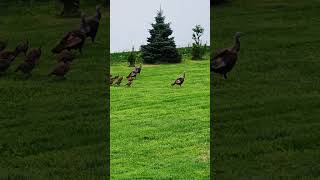 Turkey Stampede...lol