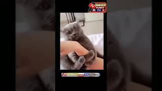 Beautiful cats /cuts cat video cilps