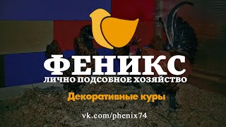 ЛПХ Феникс - Декоративные куры - Челябинск - деревня Бутаки