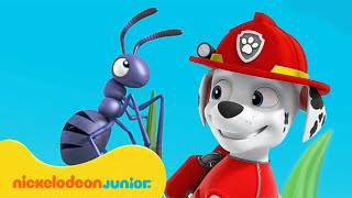 PAW Patrol : La Pat' Patrouille | Aventures avec MINUSCULE Marcus ! | Nickelodeon Jr. France