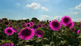 Fantastic Pink Sunflower Field 4K |True Nature |