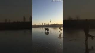 Skiing bear in Russia