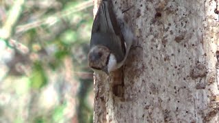 Is this a Downey Woodpecker or a Nuthatch?