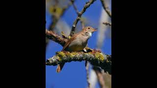 Birds chirping#birds #shorts#nature