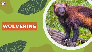 WOLVERINE | #mysterious  and #fierce  #mammals