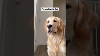 GOLDEN RETRIEVER'S Epic Snack Tantrum