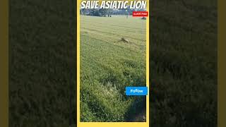 The Asiatic Lion at Farm | #SaveLion #SAVEASIATICLION #shorts #lion #lionking For more follow us...