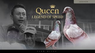 KISAH PERJALANAN MERPATI LEGENDARIS QUEEN