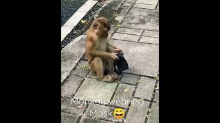 Monkey Wearing Mask | Viral video 2021 | #shorts