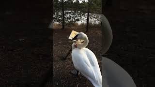 Caution Swan Is Aggressive Sign - Funny Meme