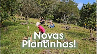 ROTINA DA CHÁCARA | NOVAS FRUTIFERAS E GANHAMOS UM PRESENTE