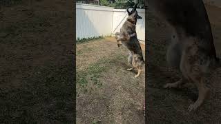 Charlie plays fetch #shorts #germanshepherdpuppy #viraldogsvideos #cutedogs #1kviews #subscribe