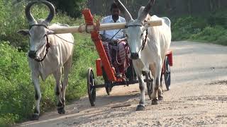 Mini bullock drawn trailer for agri use only