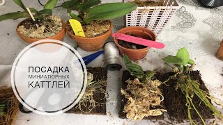 Посадка миниатюрных каттлей