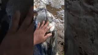 ikan segede bantal #viral #shorts