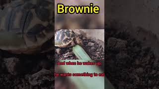 Brownie is Lazy | 4 Months old Tortoise